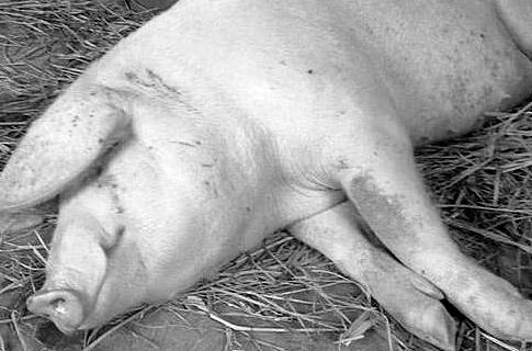 养猪生产的错误技术你中了几条？
