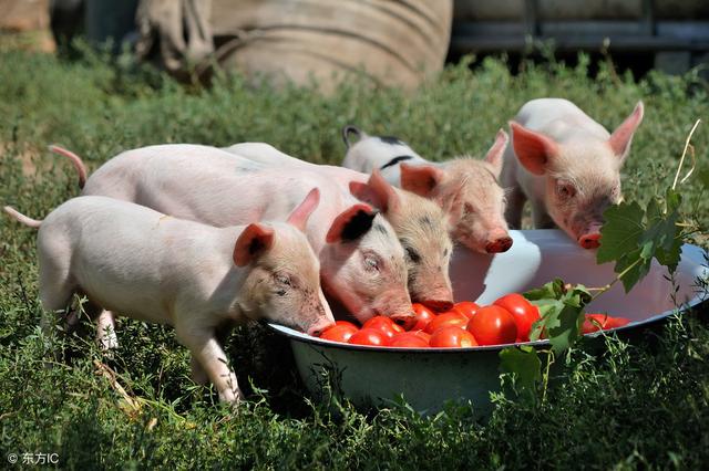 规模化猪场育肥要做好哪些准备