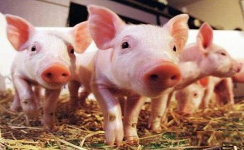 怎么利用育肥猪的规律进行猪群育肥