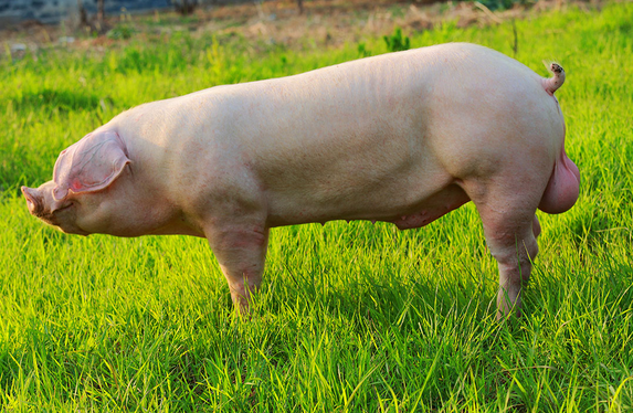 春季养猪到底要做些什么才能让猪健康的生长