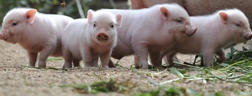 哺乳期的小猪要怎么进行补料